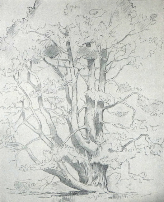 zCedar_tree_sketch