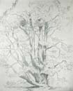 zCedar_tree_sketch