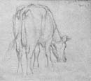 zCow_study