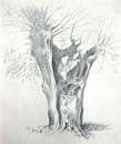 zPencil_sketch4