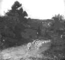 zPicture_109