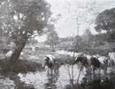 zThe_meadow_stream